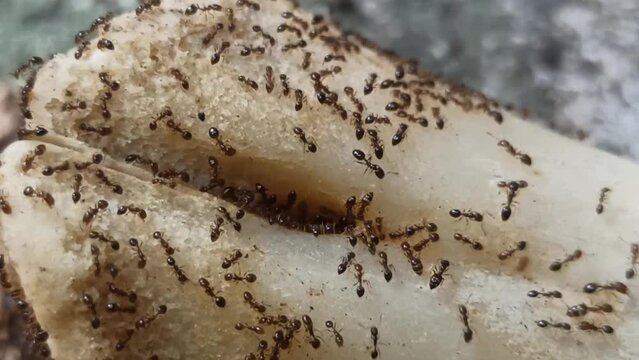 cow bone and red ants