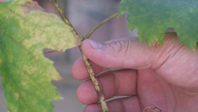 Oidium grape. Vine branches affected by the disease.