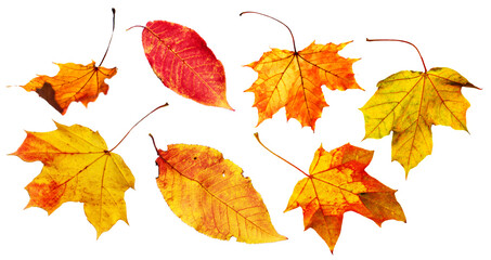 Isolated view on the white background of the leaves in autumnal colours.