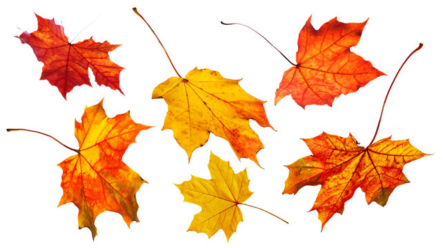 Isolated view on the white background of the leaves in autumnal colours.