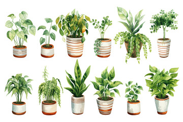Set of houseplant watercolor style illustrations on clear background for print, patterns, wallpaper, books, website, decoration
