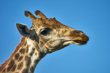 giraffe in the zoo
