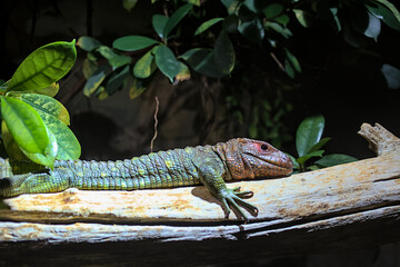 Northern caiman lizard (Dracaena guianensis) resting on a tree branch. This is a species of lizard that lives in South America. The body of the caiman lizard is similar to that of a crocodile.