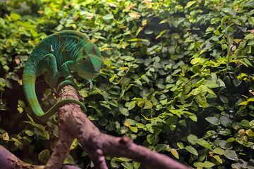 An adult Parson\'s chameleon climbs through tree branches. Madagascar wildlife animal. Blurred background of green leaves. - obrazy, fototapety, plakaty