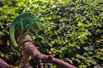 Foto op Canvas An adult Parson\'s chameleon climbs through tree branches. Madagascar wildlife animal. Blurred background of green leaves. © serhii