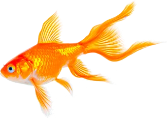 Fotobehang キンギョのイメージ - image of Goldfishs - No1-2 Generative AI © Orange Eyes