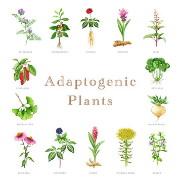 Adaptogenic plants and herbs set. Watercolor botanical illustration. Hand drawn medicinal various plants. Ginseng, ginkgo biloba, bacopa, maca, eleuthero herb elements. White background