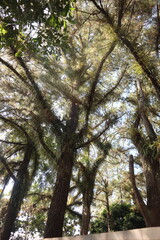 some fir trees seen from below