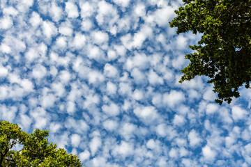 Looking up at fluffy clouds against a blue sky, with green trees