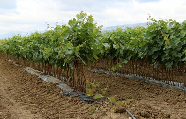 Jeunes plants de vigne