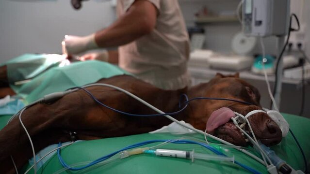 Great Dane dog on the operating table during operation. under general anesthesia. veterinary operating room.  unconsciousness. dog leg surgery video footage pf the medical process