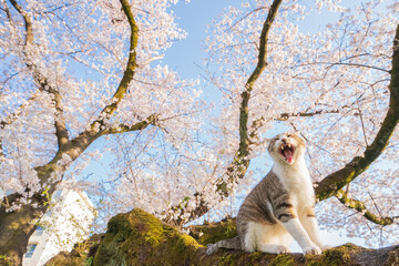 桜とあくびする猫