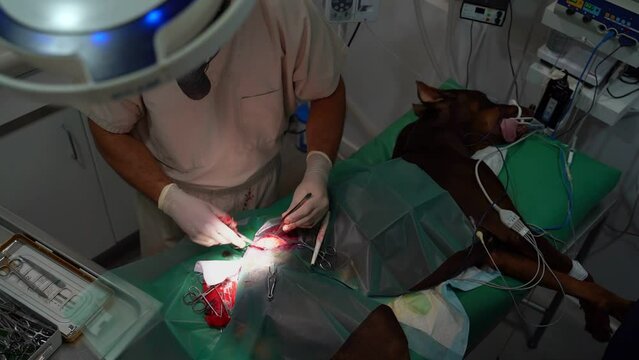 surgeon veterinarian makes an operation on great dane on the operating table. Surgery to remove a tumor on a dog's thigh is in progress. Dog under general anesthesia. Video footage