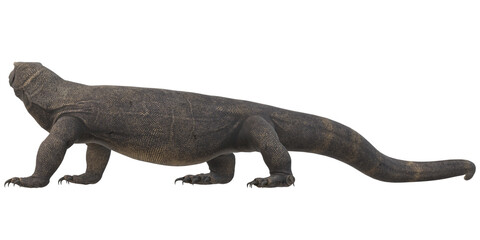 Comodo Dragon isolated on  a Transparent Background