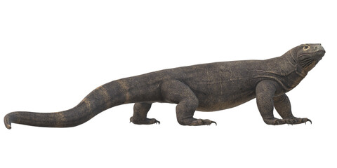 Naklejka premium Comodo Dragon isolated on a Transparent Background