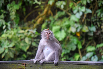 Monkeys group at Ubud monkey forest in Bali Indonesia