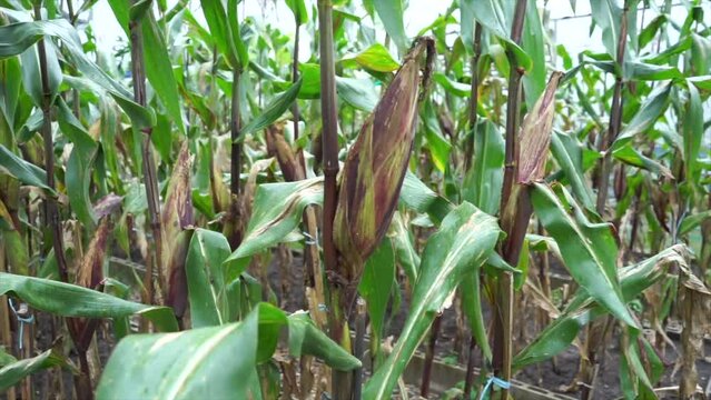 Purple corn or purple maize ready for harvest on blurry corn field background. Front view of organic sweet purple corn. Macro purple corn in garden.