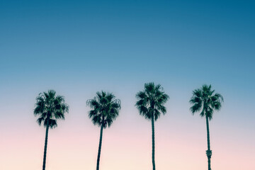 Palm trees and blue sky, vintage California summer vibes