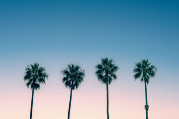 Palm trees and blue sky, vintage California travel summer vibes