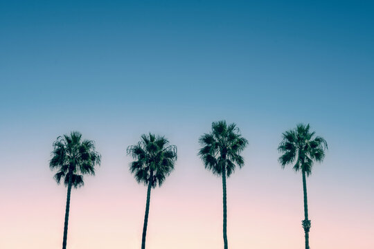 Palm trees and blue sky, vintage California travel summer vibes