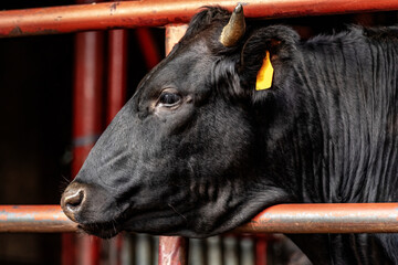 portrait of a wagyu cow.