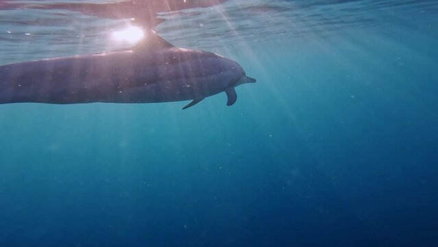 Solo beautiful dolphin under the sun rayed tropical waters.