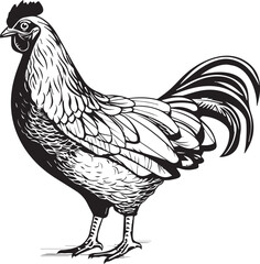 rooster isolated on white background © vectorcyan