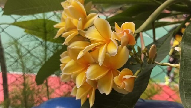 yellow frangipani