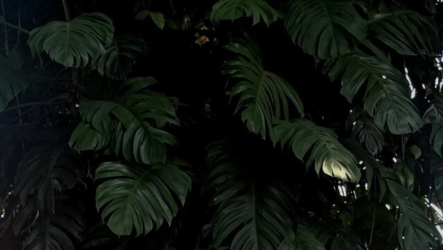 green leaves 