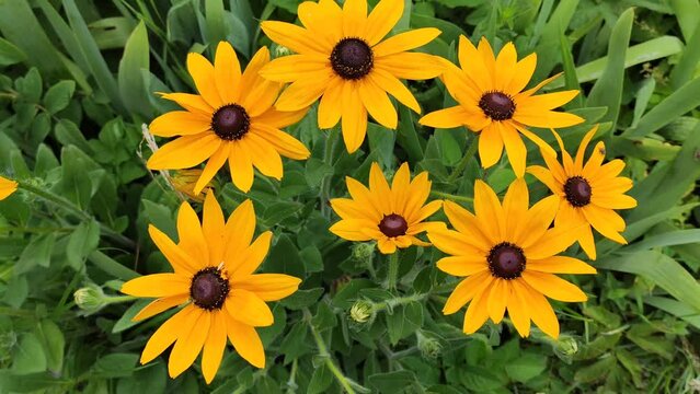 Black-Eyed Susan or Rudbeckia hirta yellow flowers in flowering season at summer. 
