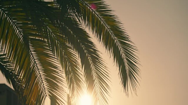 A beautiful sunset behind a palm tree in Barcelona