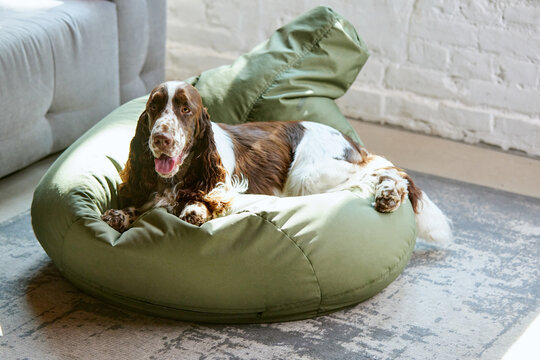 Beautiful, purebred dog, english springer spaniel with white brown fur, lying on floor pillow at home and looking. Warm day. Concept of domestic animal, pet, care, friend, coziness, vet, ad
