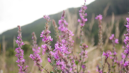 Flores púrpuras de plantas silvestres