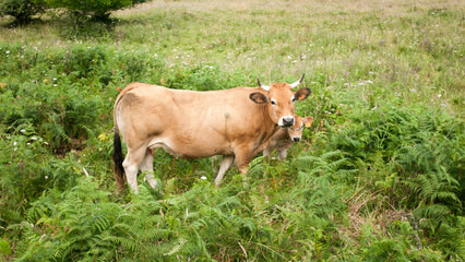 Vacas marrones en pradera de helechos verdes