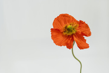 Elegant red poppy flower on white background. Aesthetic floral simplicity composition. Close up...