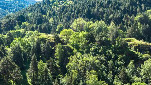 timelapse of a forest foilage in the wind