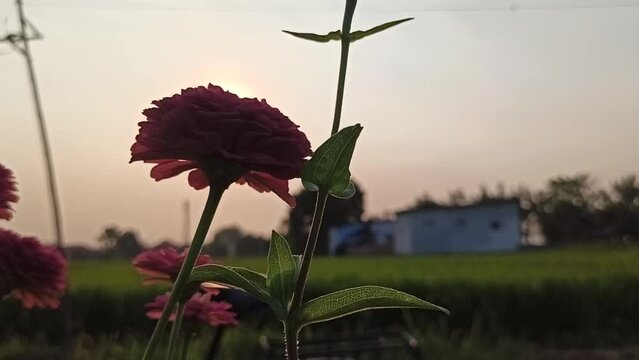 silhouette Zinnia flower in the bush