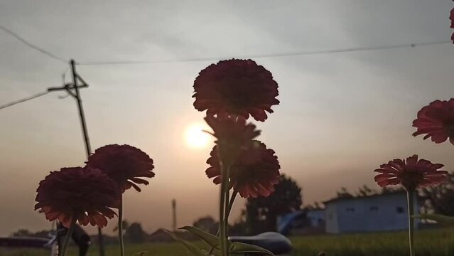 silhouette Zinnia flower in the bush
