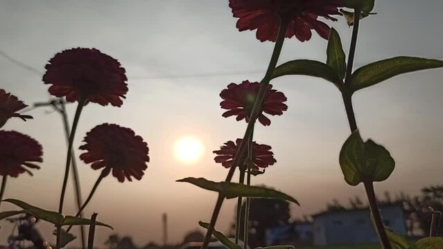 silhouette Zinnia flower in the bush