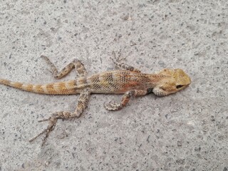 Died chamelon on sand