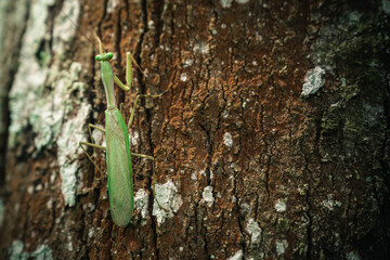 up close with nature green mantis climbing a tree