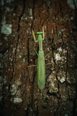 tiny adventurer close up of mantis on a vertical journey