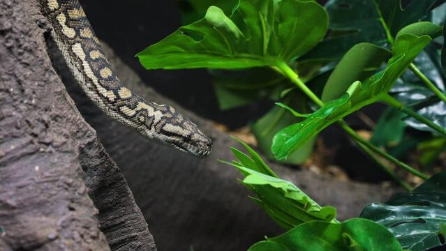 Slow motion shot of a python slithering down a tree in the jungle in Australia
