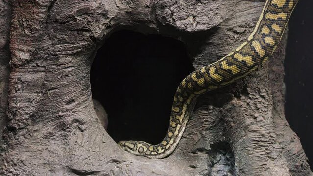 Slow motion shot of a large python slithering its way into a large hole within a tree