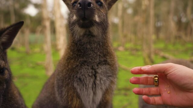 Slow motion shot of curious young wallabies smelling a hand and being petted