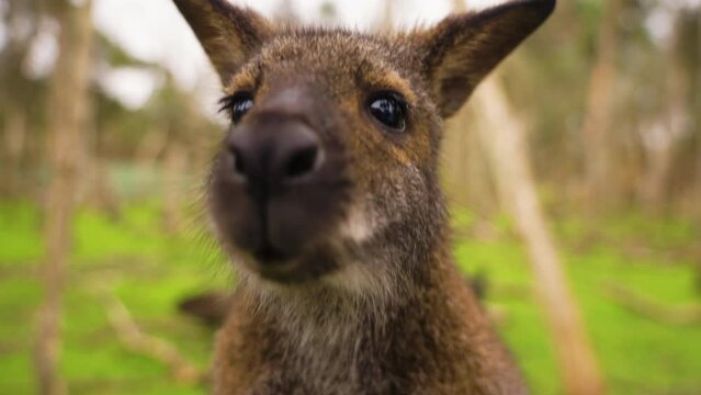 Slow motion close-up shot of a baby wallaby interested and smelling the camera