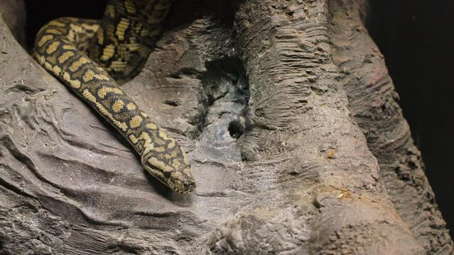 Slow motion shot of a large python snake leaving its position within a large tree
