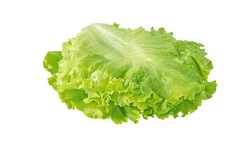 Green curly lettuce salad leaves arranged for use in the sandwich isolated transparent png....