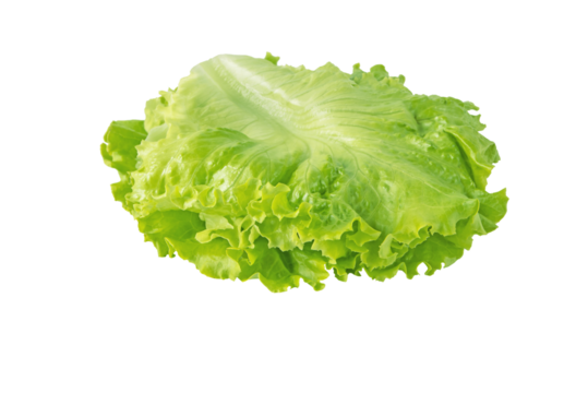 Green curly lettuce salad leaves arranged for use in the sandwich isolated transparent png. Hamburger vegetable ingredient. - Powered by Adobe
