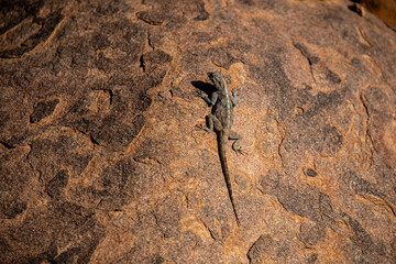 Caméléon dans le Giant Playground à Keetmanshop, Namibie